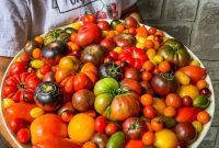 Top Tomato Varieties of 2020: Taste, Yield, and Growing Guide