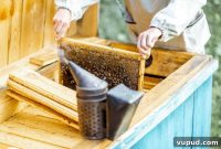 Starter Guide to Essential Beekeeping Gear and Equipment
