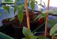 How to Make Chili Plants Grow Fast and Strong