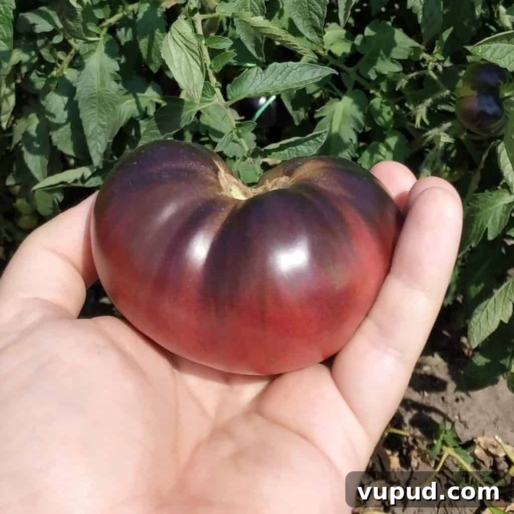 Top Tomato Varieties of 2020: Taste, Yield, and Growing Guide 13 Black beauty tomato