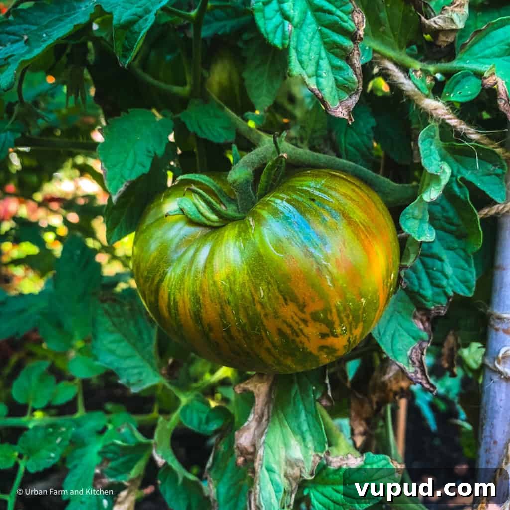 Top Tomato Varieties of 2020: Taste, Yield, and Growing Guide 14 Large barred tomato
