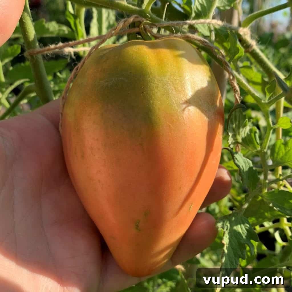 Top Tomato Varieties of 2020: Taste, Yield, and Growing Guide 16 Hungarian Heart tomato