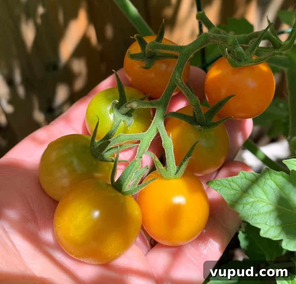 Top Tomato Varieties of 2020: Taste, Yield, and Growing Guide 3 citrine tomato