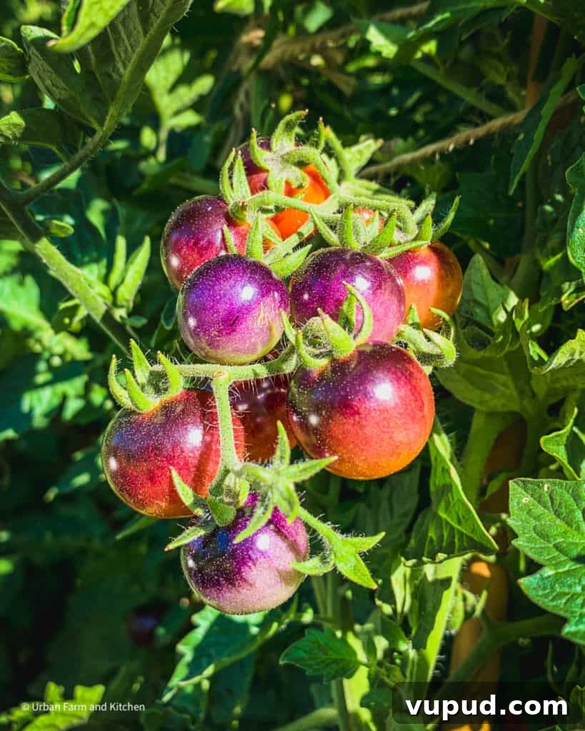 Top Tomato Varieties of 2020: Taste, Yield, and Growing Guide 5 blueberries tomato
