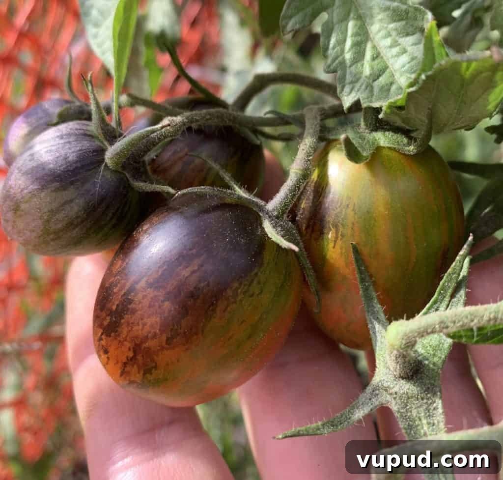 Top Tomato Varieties of 2020: Taste, Yield, and Growing Guide 6 Brads atomic grape