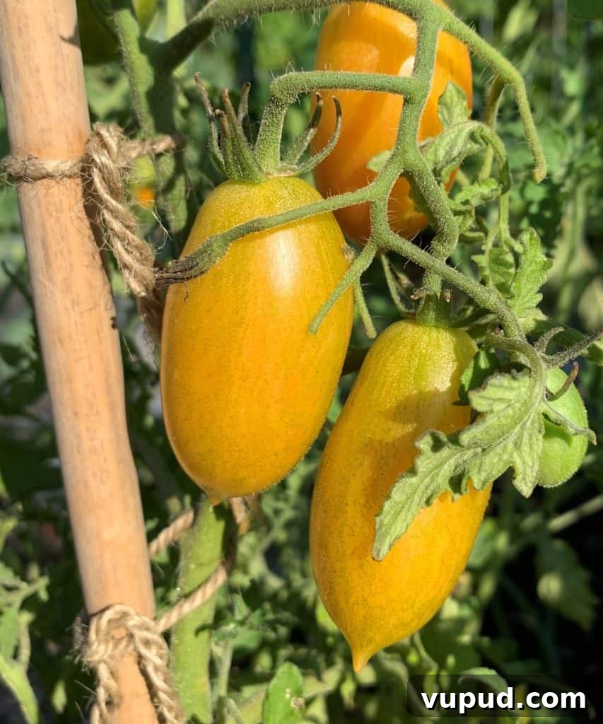 Top Tomato Varieties of 2020: Taste, Yield, and Growing Guide 7 Blush tomato