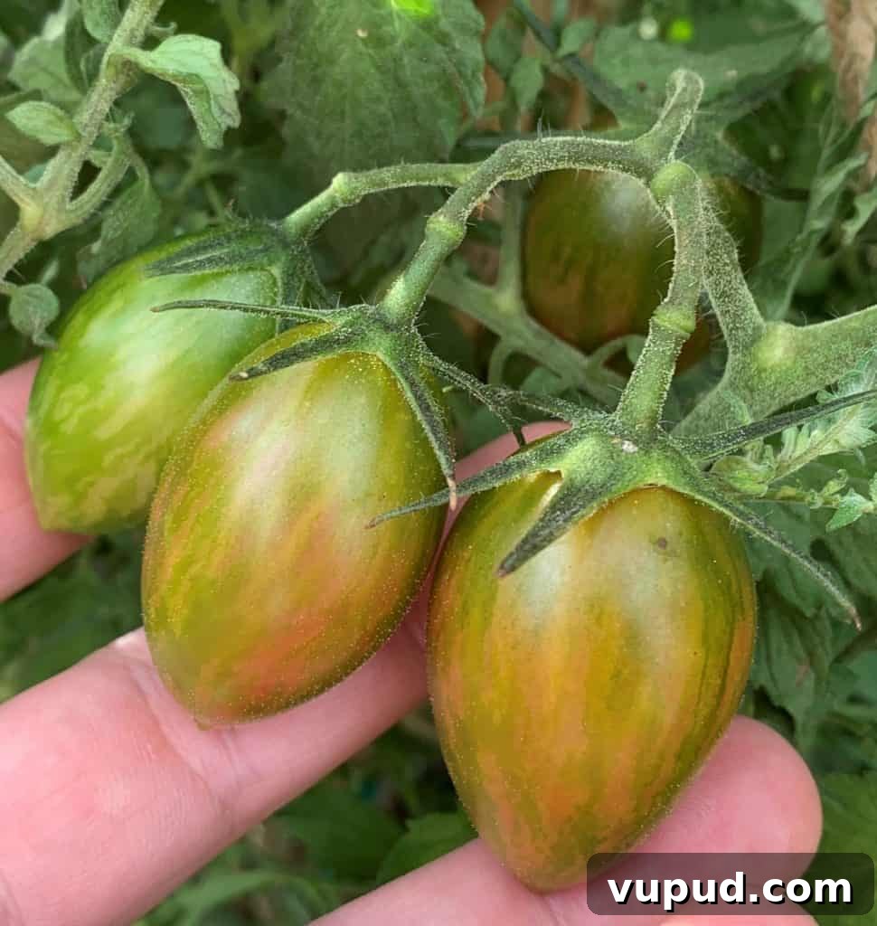 Top Tomato Varieties of 2020: Taste, Yield, and Growing Guide 8 lucky tiger tomato