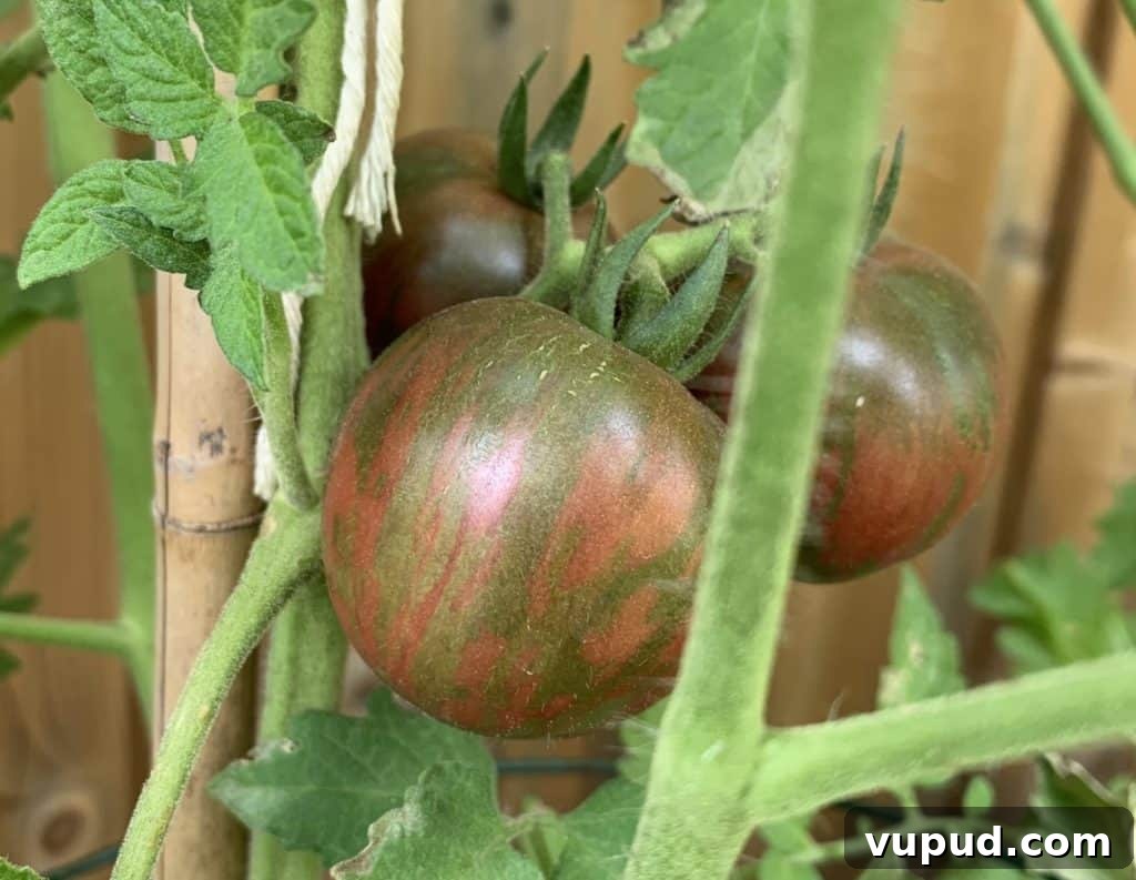 Top Tomato Varieties of 2020: Taste, Yield, and Growing Guide 10 black vernisage tomato