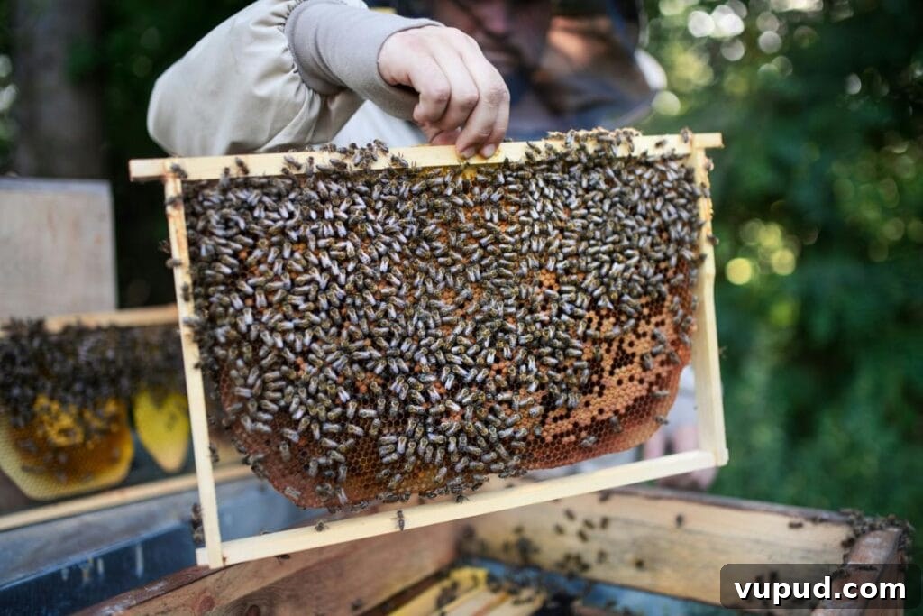 Starter Guide to Essential Beekeeping Gear and Equipment 3 Beekeeper inspecting a wooden hive frame covered in bees, showing healthy brood and honeycomb during a hive check in a lush outdoor setting.